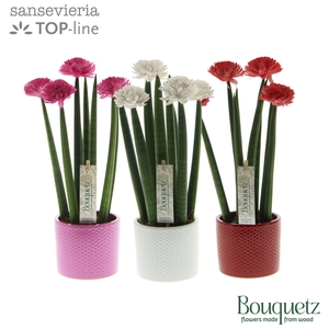 Sansevieria TOP-line Bouquetz Love Mix in Dots keramiek