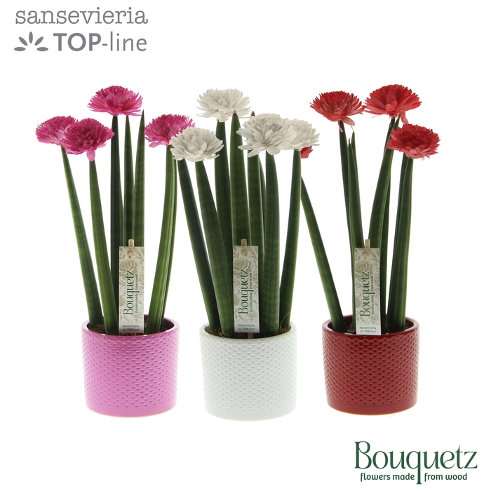 <h4>Sansevieria TOP-line Bouquetz Love Mix in Dots keramiek</h4>