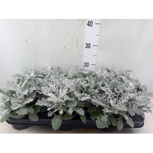 Jacobaea maritima