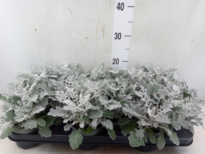 <h4>Jacobaea maritima</h4>