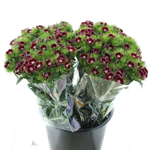 Di Barb Bordeaux