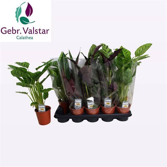 <h4>CALAT GEM 3 SRT</h4>