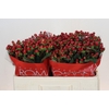 Hypericum Red Light Romance