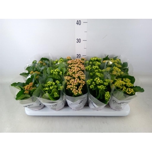 Kalanchoe blos.   ..rosebud mix  5