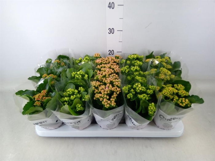 <h4>Kalanchoe blos.   ..rosebud mix  5</h4>