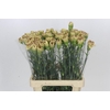 Dianthus St Viper