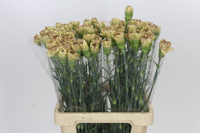 Dianthus St Viper