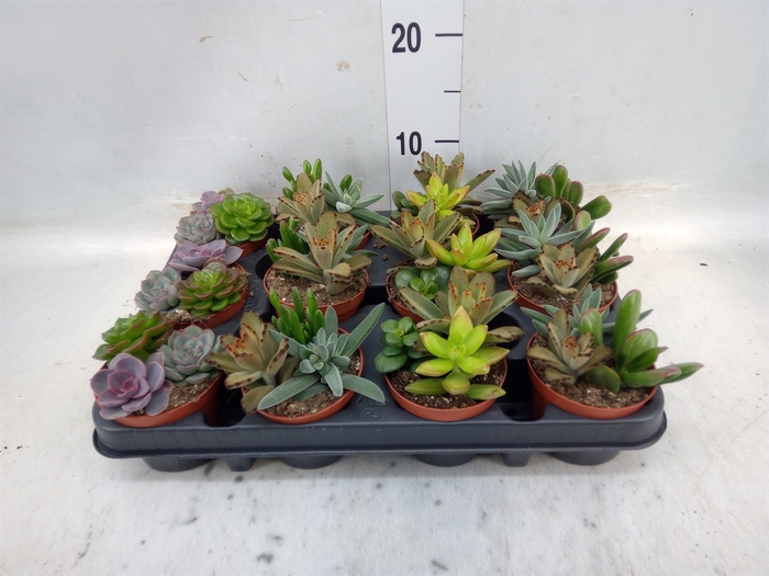 <h4>Succulents   ...</h4>