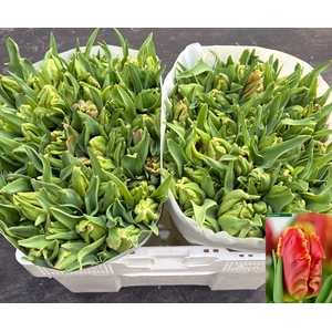 TU PA DEE JAY PARROT