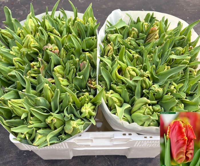 <h4>TU PA DEE JAY PARROT</h4>