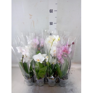 Phalaenopsis  'Elegant Cascade'