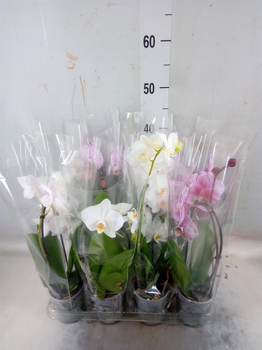 <h4>Phalaenopsis 'Elegant Cascade'</h4>