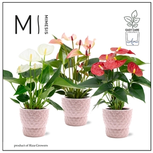 Mimesis Anthurium KARMA Valentine mix - 9cm cm Verona