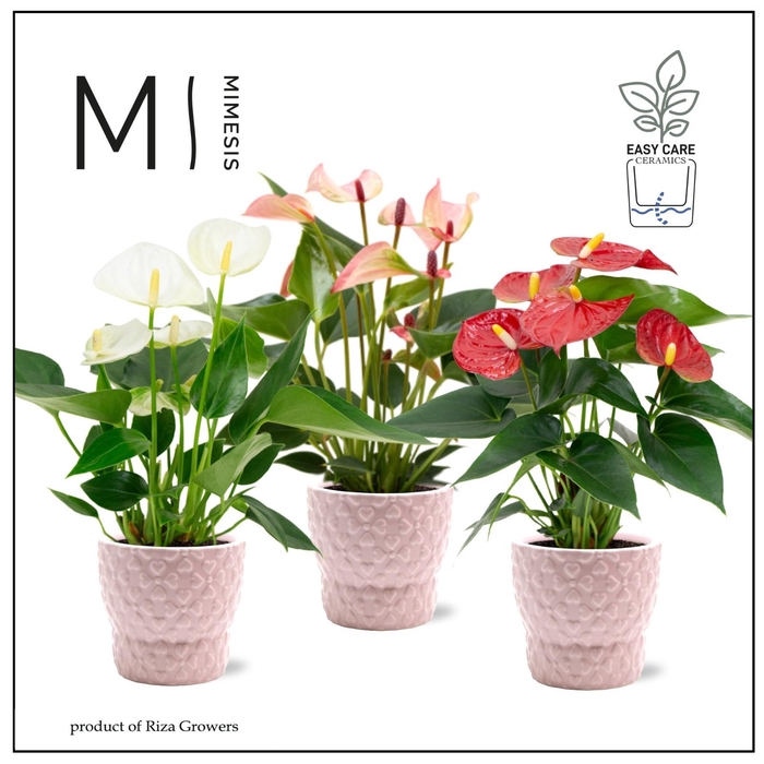 <h4>Mimesis Anthurium KARMA Valentine mix - 9cm cm Verona</h4>