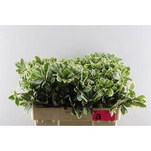 Deco Gr Pittosporum Ilan(50cm)