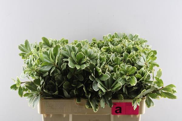 <h4>Deco Gr Pittosporum Ilan(50cm)</h4>