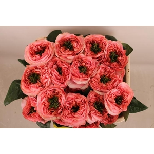 R Gr Mandarin X-Pression