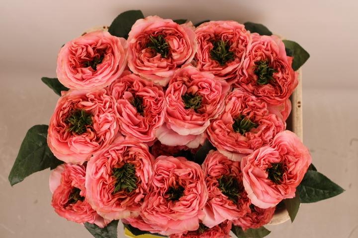 <h4>R Gr Mandarin X-Pression</h4>