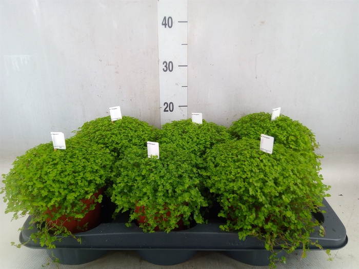 <h4>Soleirolia soleirolii   ...green</h4>