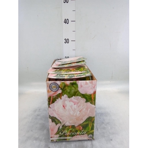 Flowerbulbs, corns or tubers   ...