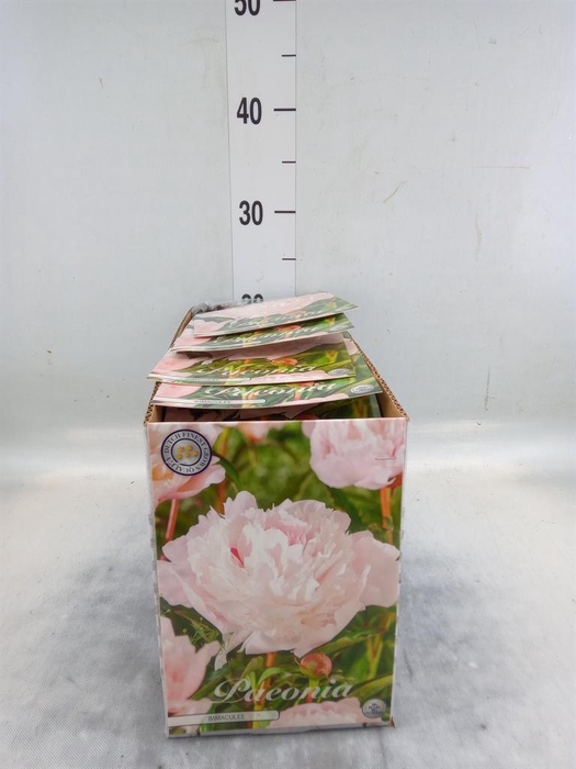 <h4>Flowerbulbs, corns or tubers   ...</h4>