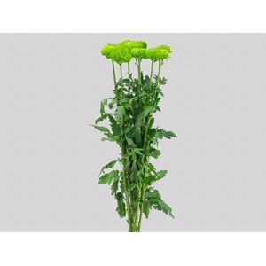 FLOR DO CAMPO SANTINI DELIGREEN 080 CM
