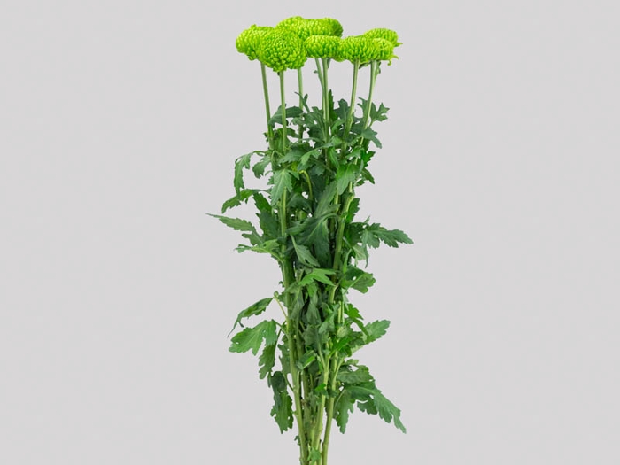 <h4>FLOR DO CAMPO SANTINI DELIGREEN 080 CM</h4>
