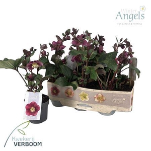 Hell Frostkiss Annas Red 7+