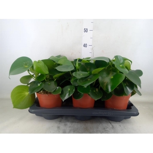 Peperomia polybotrya 'Raindrop'