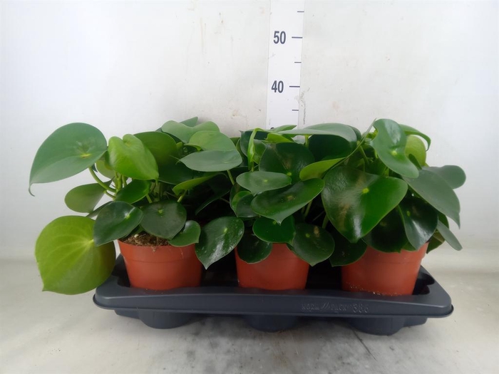 <h4>Peperomia polybotrya 'Raindrop'</h4>