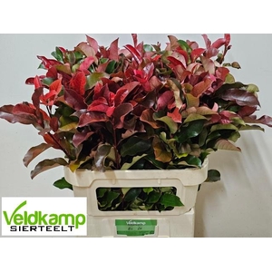 PHOT X F PURPL PETER