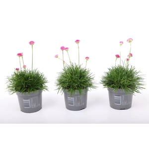 Armeria maritima 'Abbey Deep Rose'
