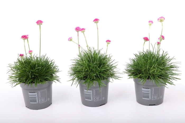<h4>Armeria maritima 'Abbey Deep Rose'</h4>