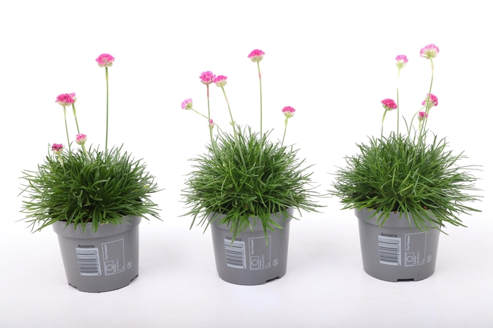 <h4>Armeria maritima 'Abbey Deep Rose'</h4>