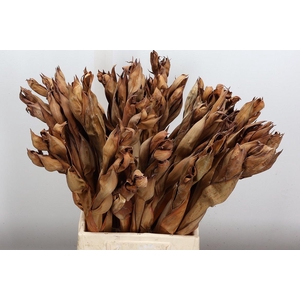 Deco Stem Atap Palm Flower 5pcs Bunch X5