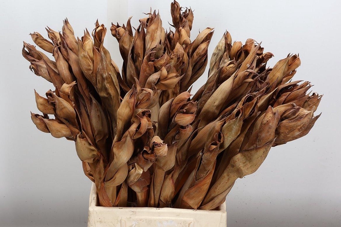 <h4>Deco Stem Atap Palm Flower 5pcs Bunch X5</h4>