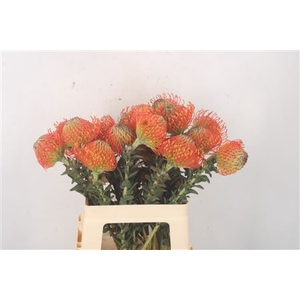 Leuco Co Neena Orange
