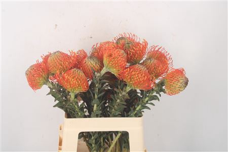 <h4>Leuco Co Neena Orange</h4>