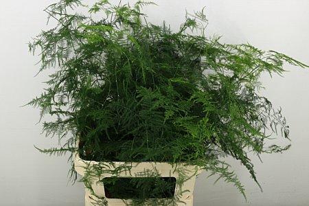 <h4>ASPARAGUS SETACEUS LANG GETOPT</h4>