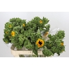 Helianthus Orange Fire