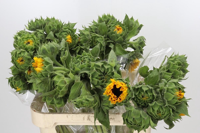 Helianthus Orange Fire