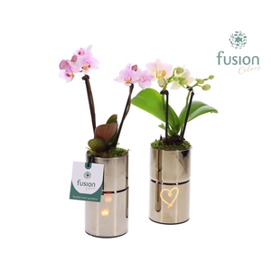 LED Glas tube planter met Phalaenopsis