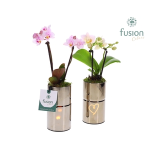 LED Glas tube planter met Phalaenopsis