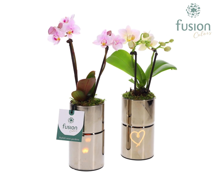 <h4>LED Glas tube planter met Phalaenopsis</h4>