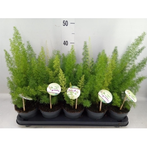 Asparagus dens. 'Meyers'