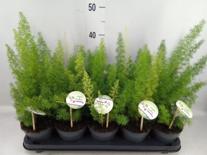 <h4>Asparagus dens. 'Meyers'</h4>