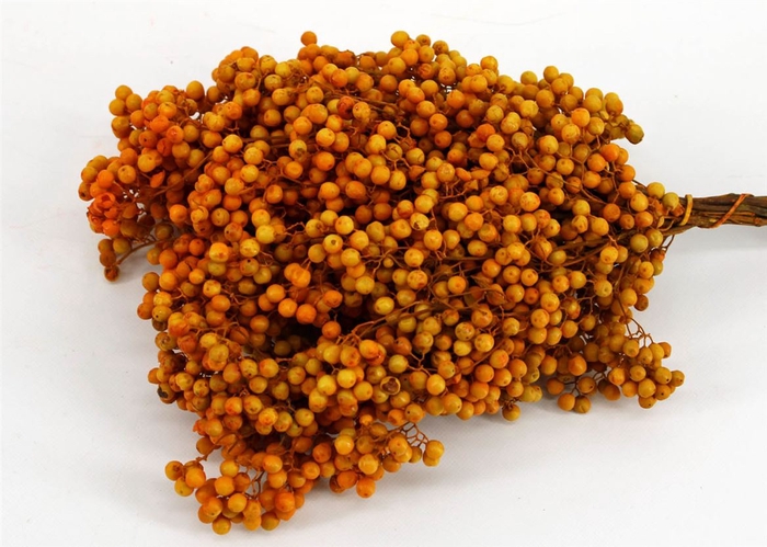 Schinus M Pt Mustard Bunch