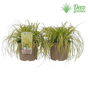 Carex oshimensis 'Eversheen'®