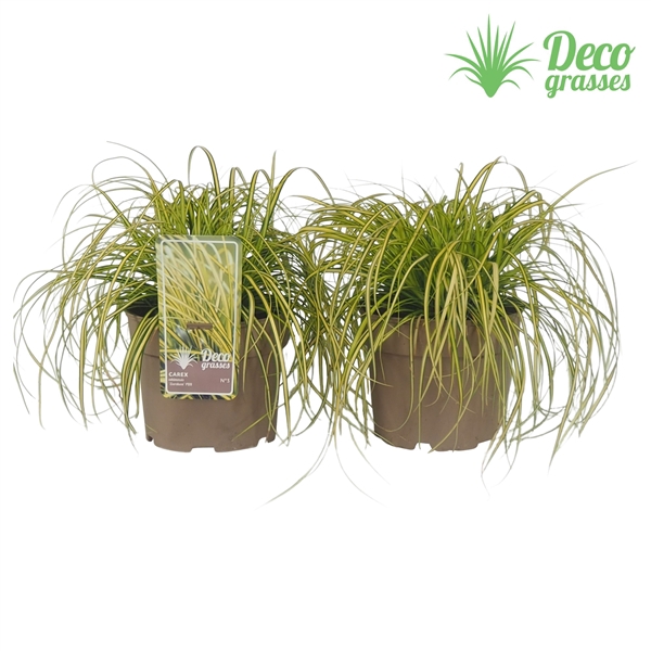 <h4>Carex oshimensis 'Eversheen'®</h4>