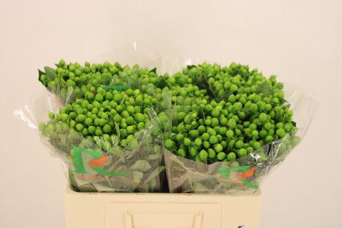 <h4>HYP MAG MIRAGE</h4>